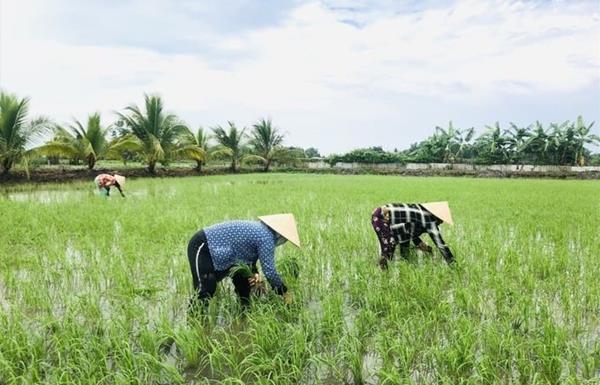 Mở rộng đối tượng mua gom đất trồng lúa, xuất hiện ‘tay to’ đi săn đất sào