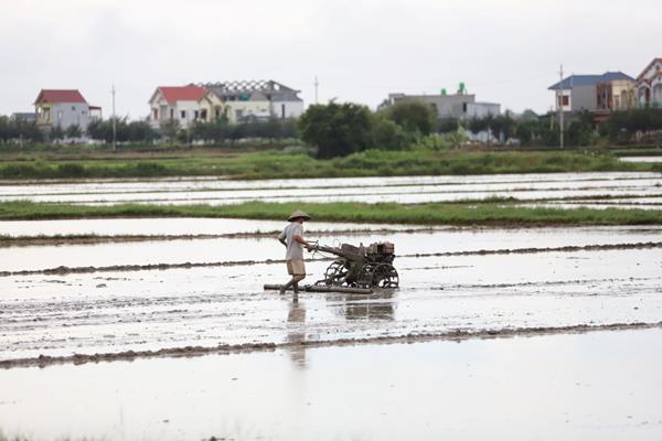 Muốn bán đất nông nghiệp cần nắm rõ điều kiện, giấy tờ và thủ tục này