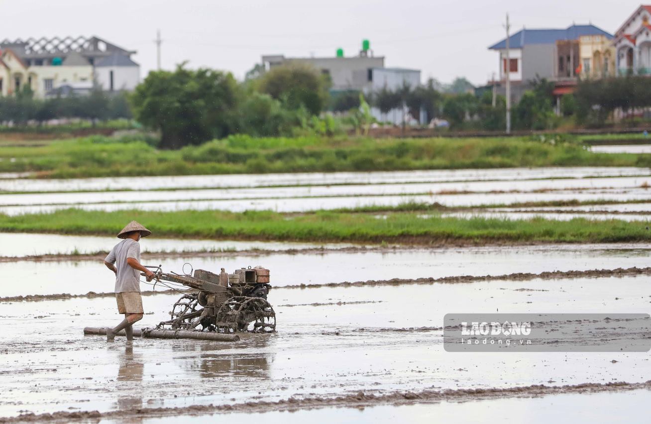 Đất nông nghiệp bao gồm một số loại như đất trồng cây hàng năm (gồm đất trồng lúa và đất trồng cây hàng năm khác); đất trồng cây lâu năm; đất rừng sản xuất, đất làm muối... Ảnh minh họa: Phan Anh